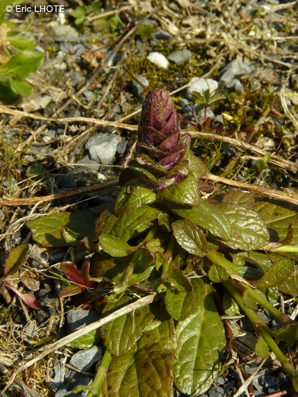  - Ajuga reptans - 