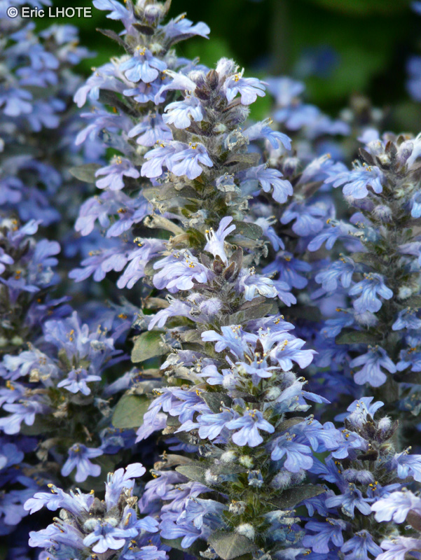  - Ajuga reptans - 