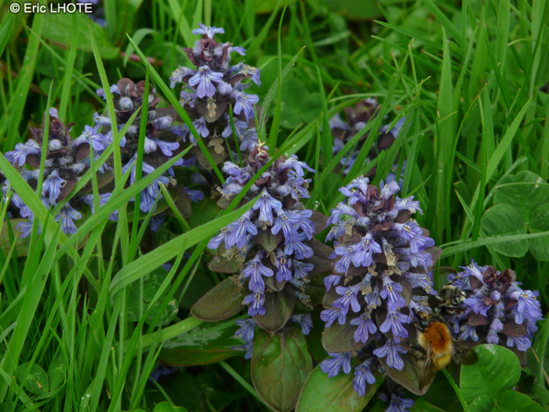  - Ajuga reptans - 
