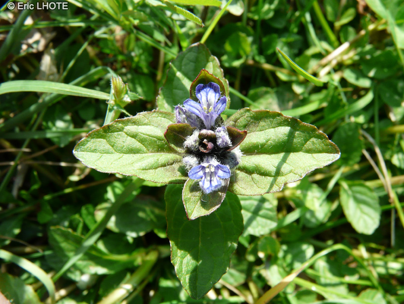  - Ajuga reptans - 