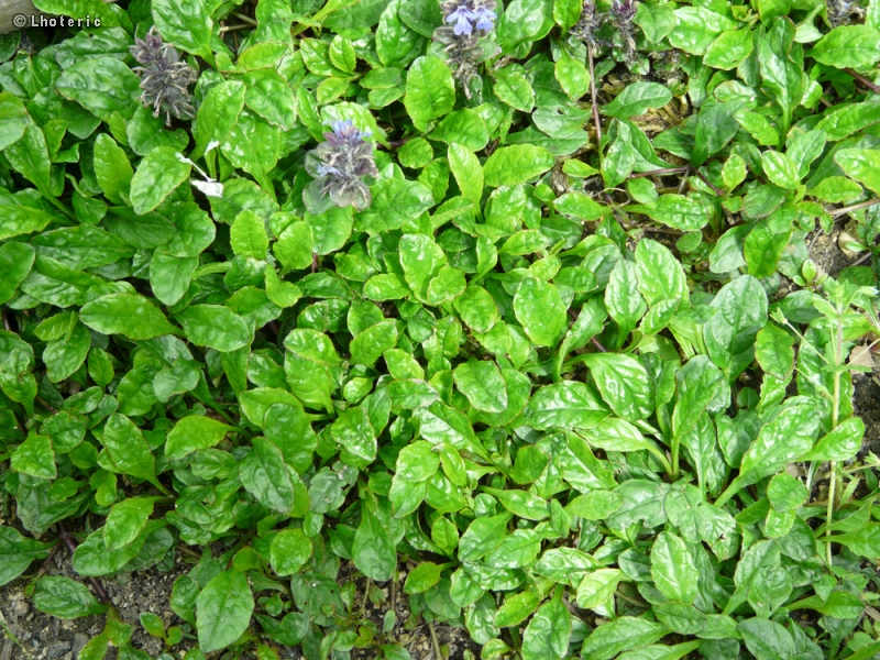  - Ajuga reptans - 