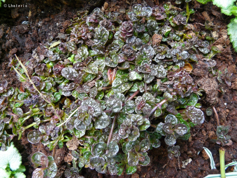  - Ajuga reptans - 