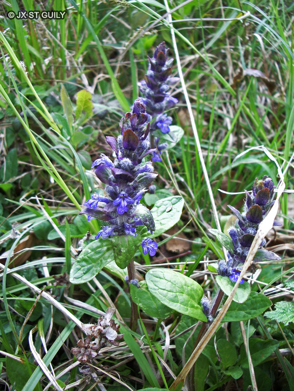 Lamiaceae - Ajuga reptans - Bugle rampante