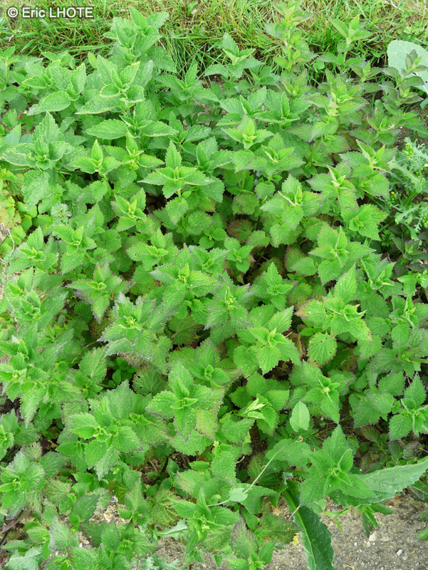 Lamiaceae - Ballota nigra - Marrube noir, Ballote noire
