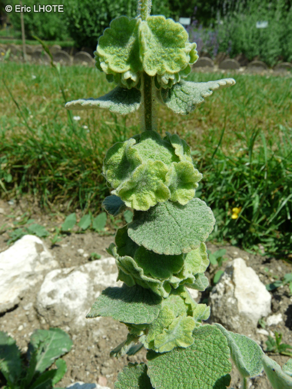  - Ballota pseudodictamnus - 