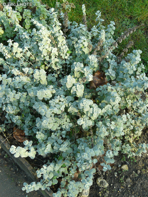  - Ballota pseudodictamnus - 