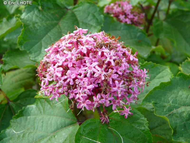  - Clerodendrum bungei - 