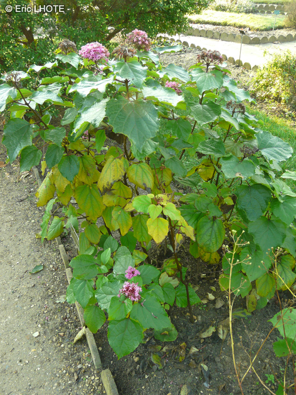  - Clerodendrum bungei - 