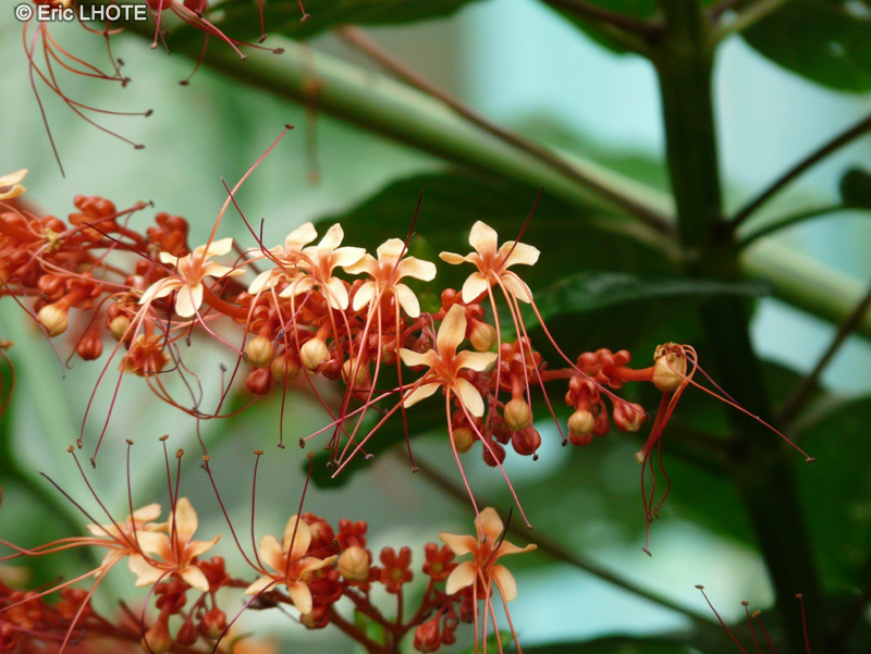 - Clerodendrum paniculatum - 