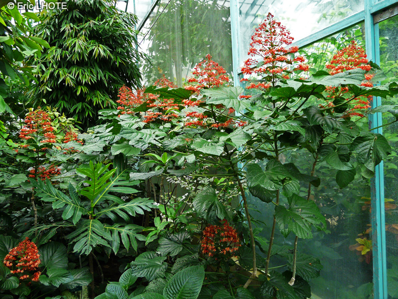  - Clerodendrum paniculatum - 