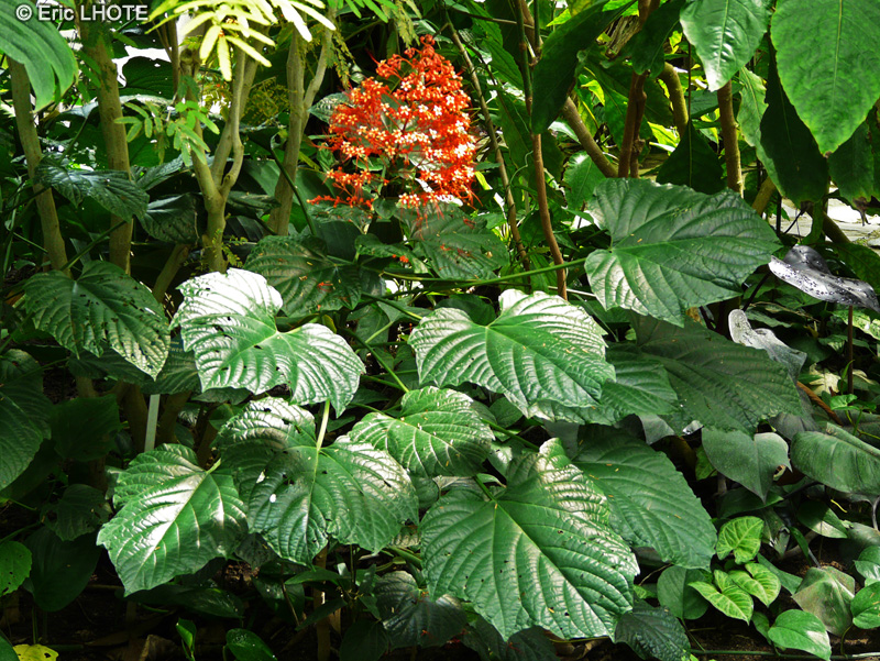  - Clerodendrum paniculatum - 