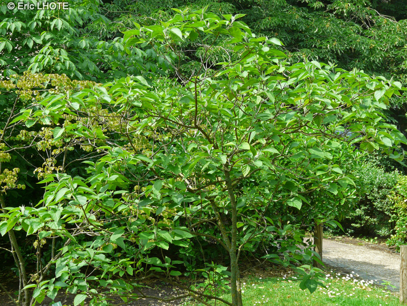 Lamiaceae - Clerodendrum trichotomum - Cl&eacute;rodendron trichotome, Arbre du clerg&eacute;