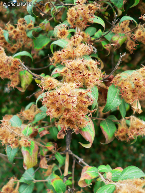 Lamiaceae - Colquhounia amabilis - Colquhounia