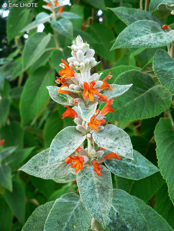  - Colquhounia coccinea - 