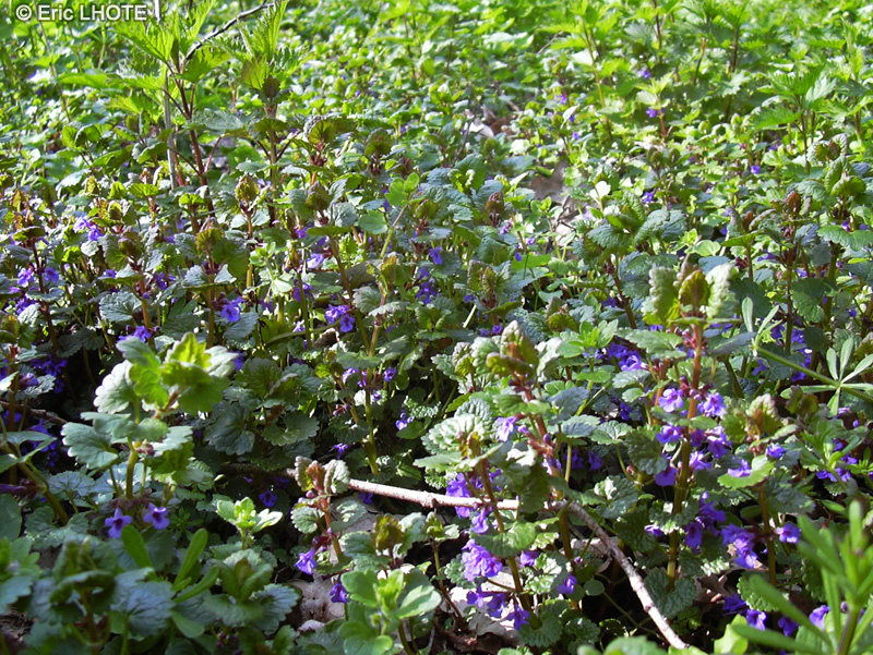  - Glechoma hederacea - 