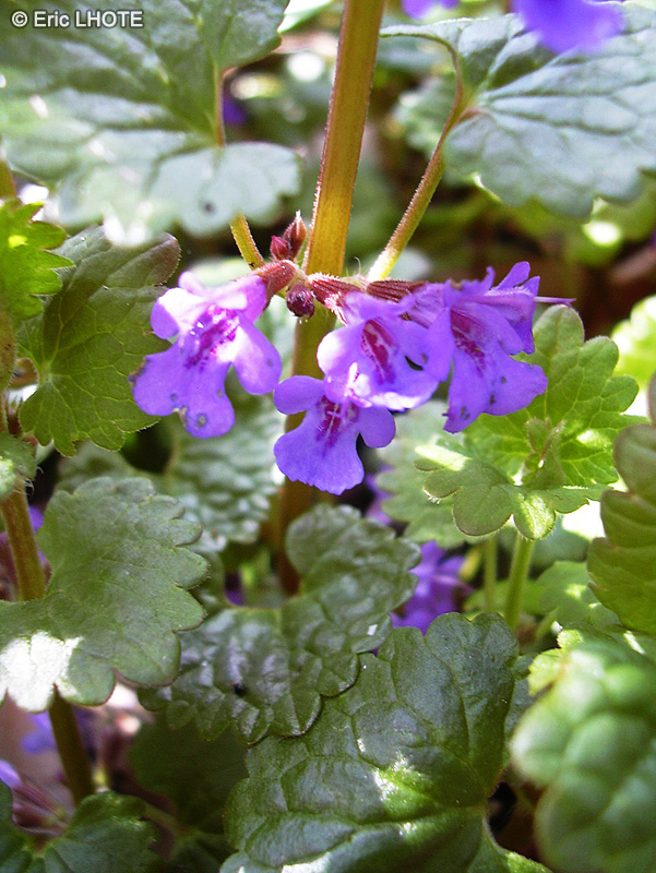  - Glechoma hederacea - 