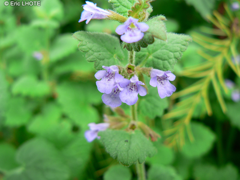 - Glechoma hederacea - 