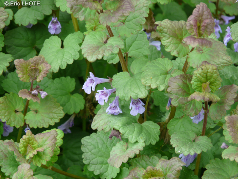  - Glechoma hederacea - 