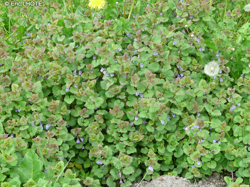  - Glechoma hederacea - 