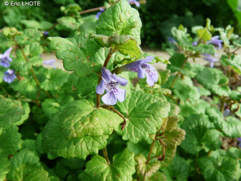 Lamiaceae - Glechoma hederacea - Lierre terrestre, Herbe de la Saint-Jean, Courroie de la St-Jean, Drienne