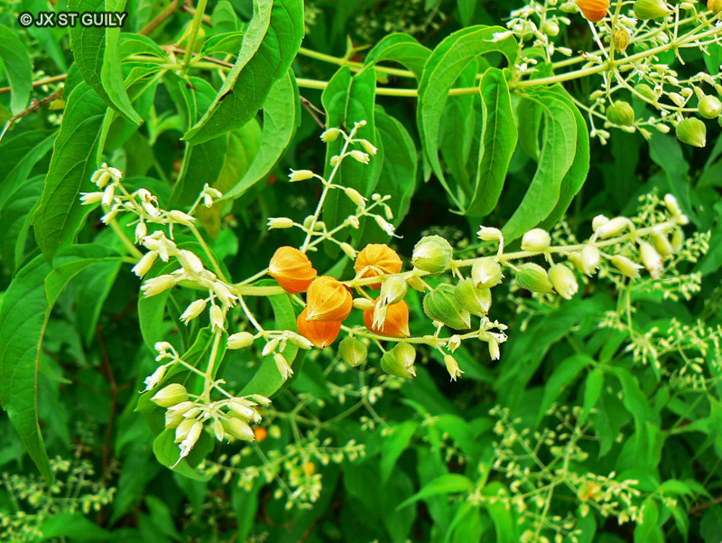 Lamiaceae - Hoslundia opposita - Hoslundia