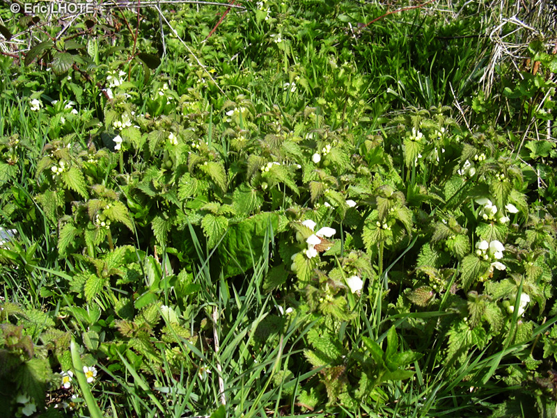  - Lamium album - 