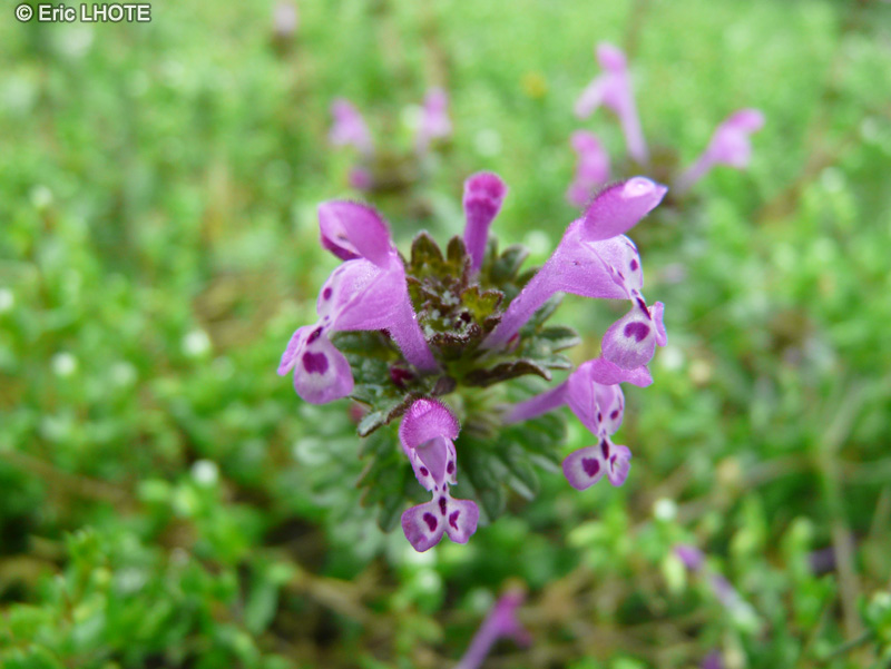  - Lamium amplexicaule - 
