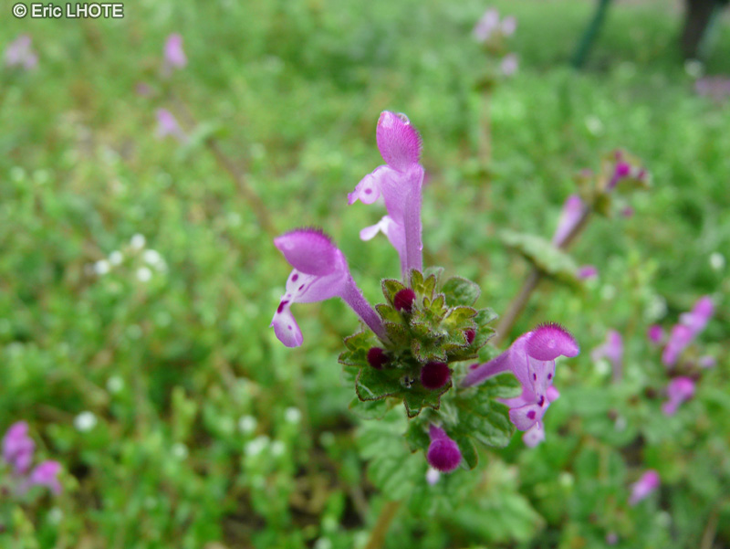 Lamiaceae - Lamium amplexicaule - Lamier amplexicaule, Lamier à feuilles embrassantes