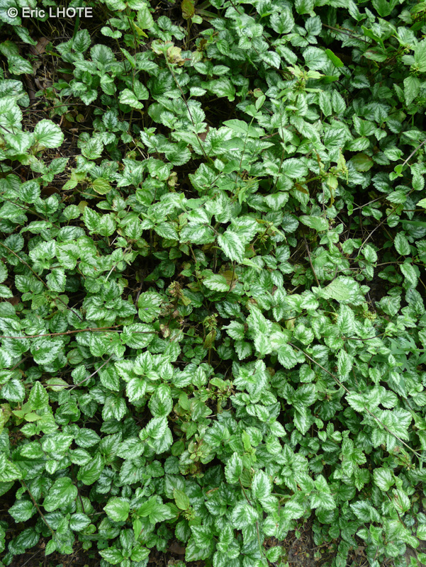  - Lamium galeobdolon, Lamiastrum galeobdolon - 