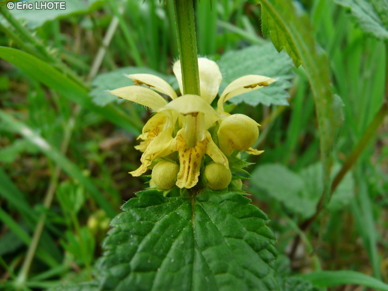  - Lamium galeobdolon, Lamiastrum galeobdolon - 