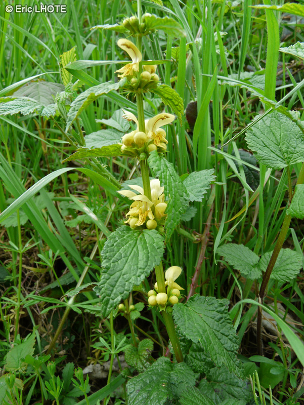  - Lamium galeobdolon, Lamiastrum galeobdolon - 