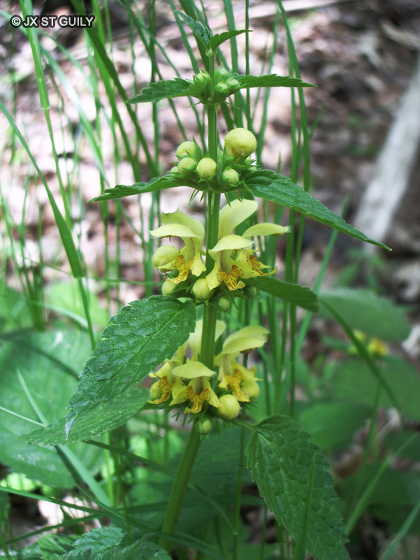 Lamiaceae - Lamium galeobdolon, Lamiastrum galeobdolon - Lamier dor&eacute;, Lamier jaune