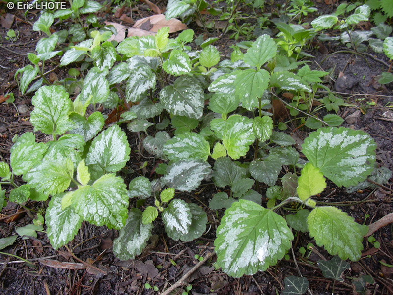 - Lamium maculatum - 