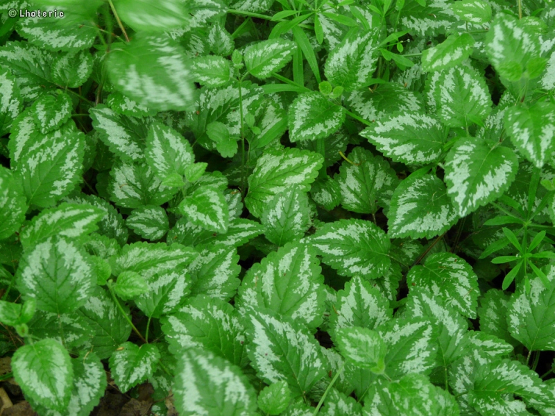  - Lamium maculatum - 