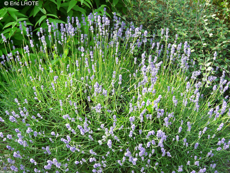  - Lavandula angustifolia, Lavandula officinalis - 