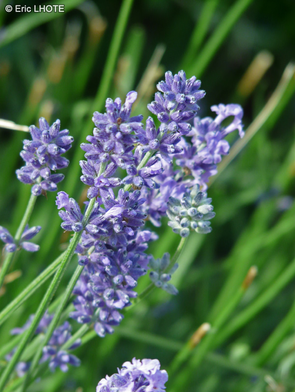  - Lavandula angustifolia, Lavandula officinalis - 