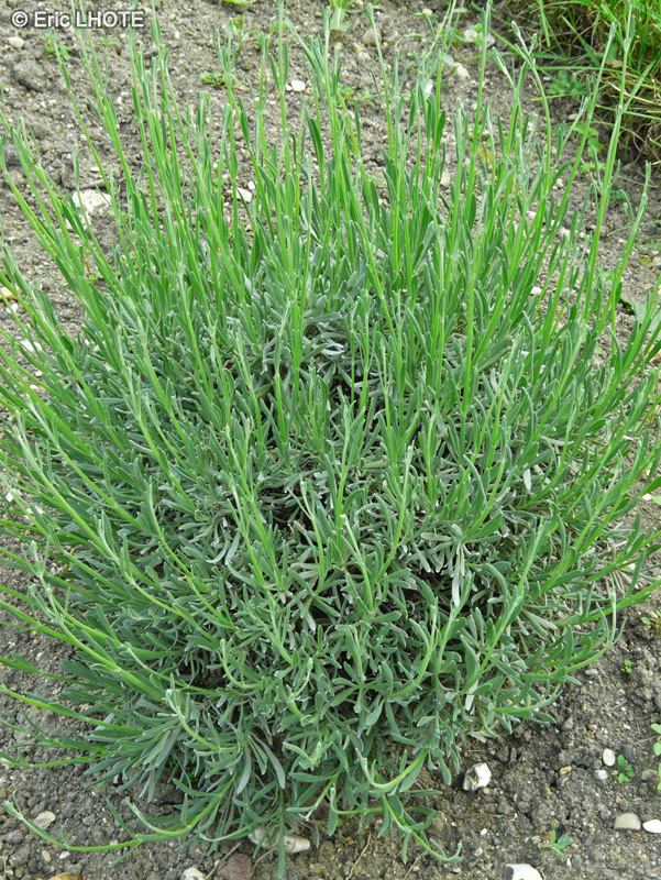 Lamiaceae - Lavandula latifolia - Grande Lavande
