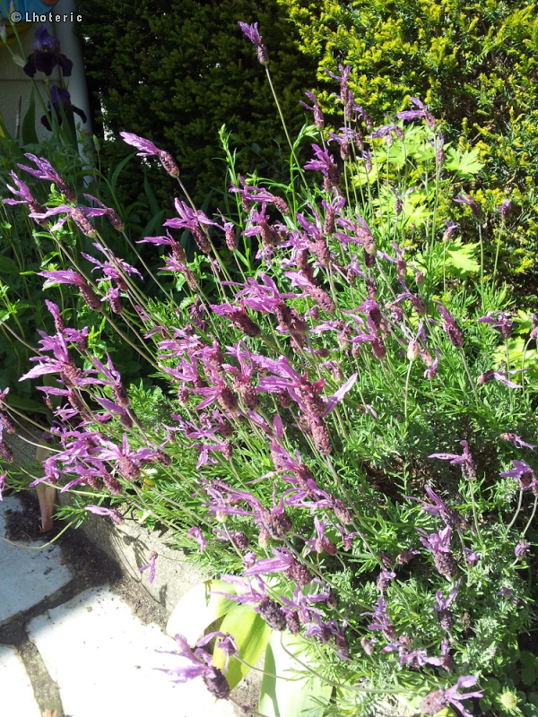 Lamiaceae - Lavandula stoechas - Lavande papillon