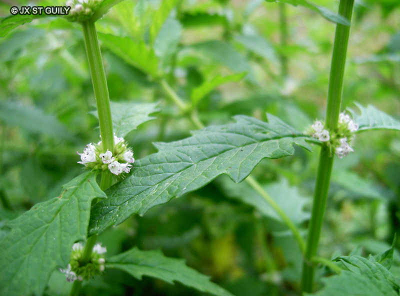  - Lycopus europaeus - 