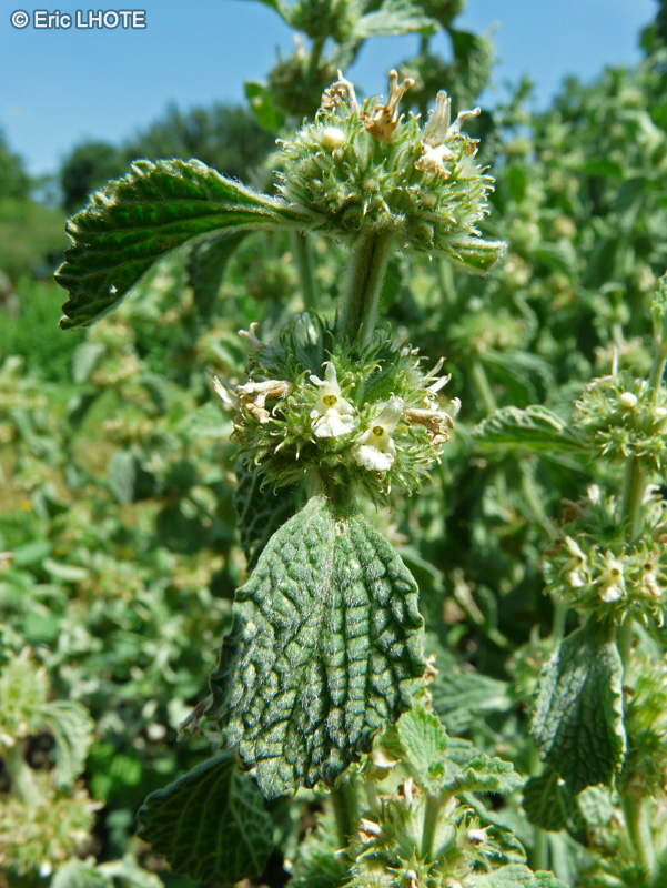  - Marrubium vulgare - 