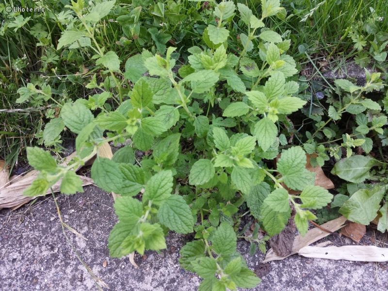  - Melissa officinalis - 