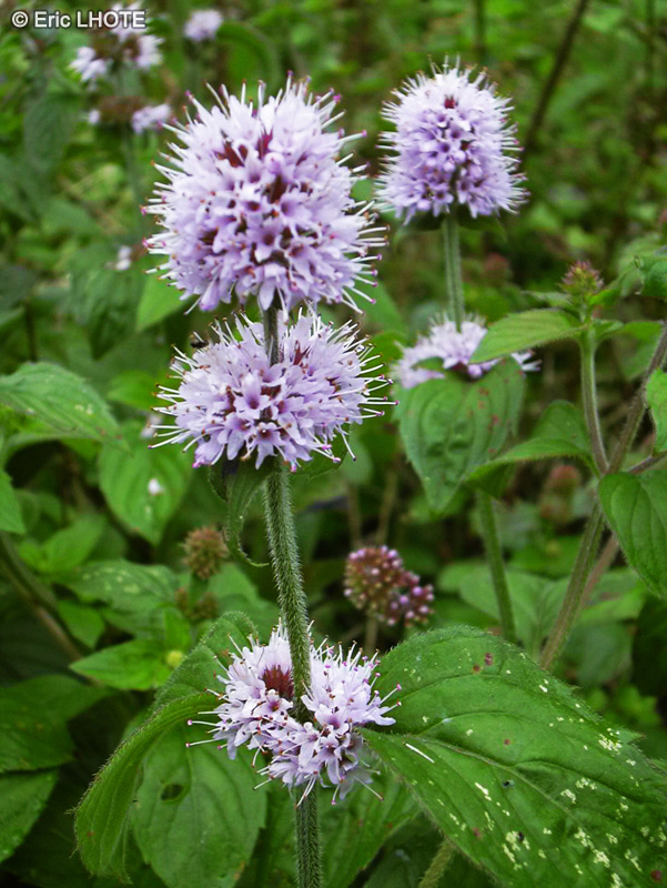  - Mentha aquatica - 