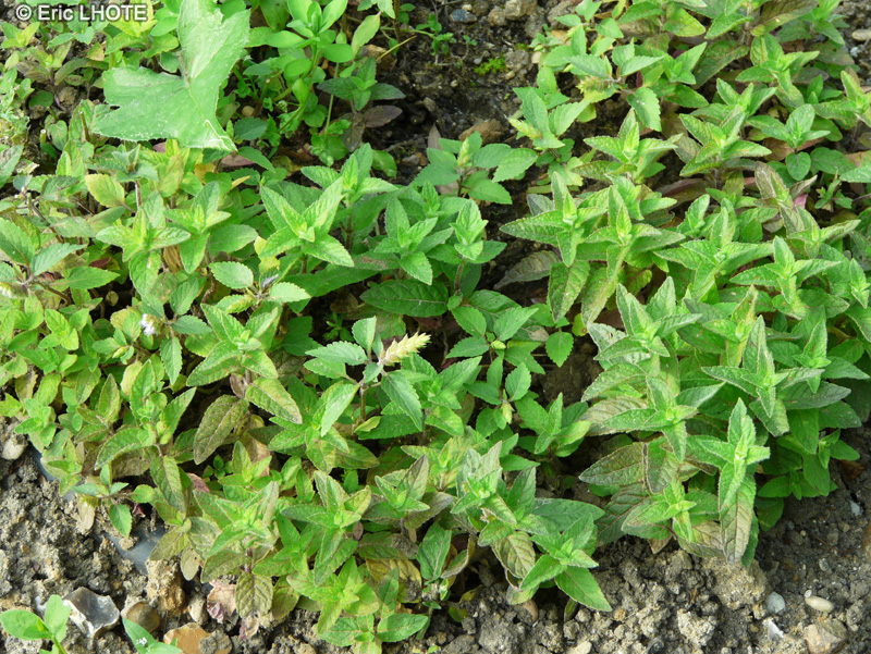  - Mentha arvensis - 