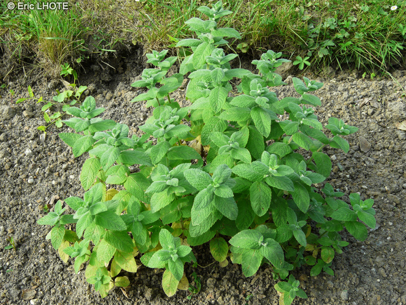 Lamiaceae - Mentha longifolia - Menthe des bois, Menthe &agrave; feuilles longues
