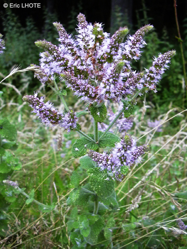  - Mentha rotundifolia - 