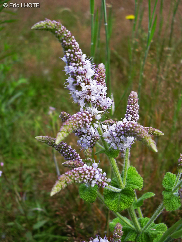 Lamiaceae - Mentha rotundifolia - Menthe verte &agrave; feuilles rondes