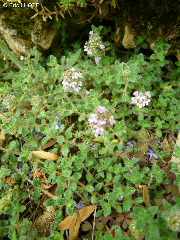  - Micromeria thymifolia - 