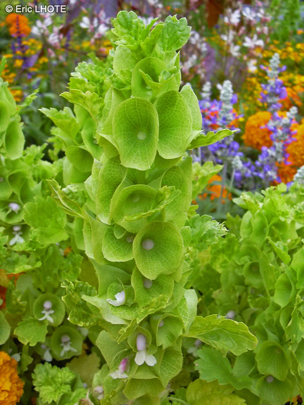  - Molucella laevis - 