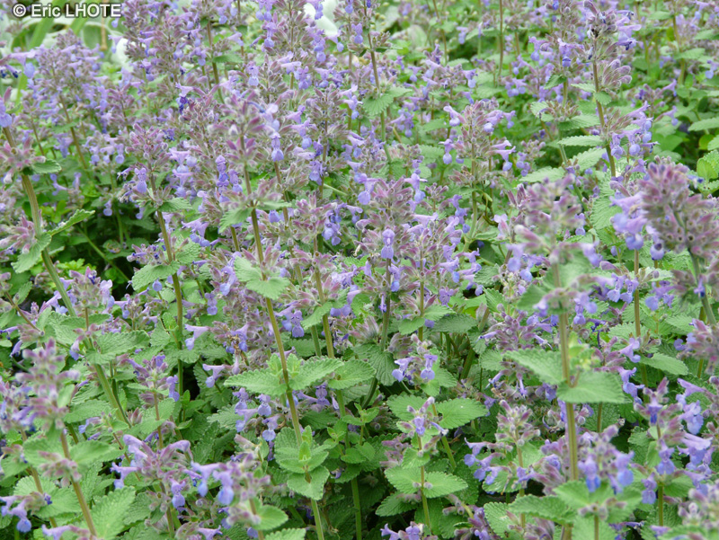  - Nepeta mussinii - 