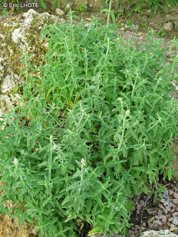 Lamiaceae - Nepeta nepetella - Petit N&eacute;p&eacute;ta